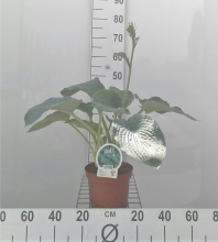 Planten Hosta 'Elegans'   pot 3L