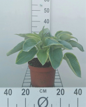 Planten Hosta 'Frances Williams'   pot 3L