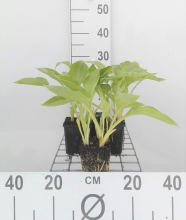 Planten Hosta sieboldiana   pot 9x9 cm  