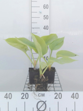 Planten Hosta 'Sum and Substance'   pot 9x9 cm