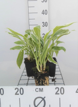 Planten Hosta 'Undulata Albomarginata'   pot 9x9 cm