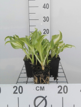 Planten Hosta 'Undulata Mediovariegata'   pot 9x9 cm  