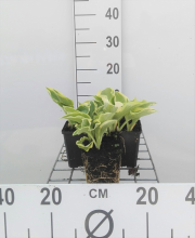 Planten Hosta 'Wide Brim'   pot 9x9 cm