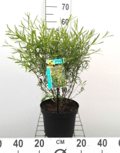 Planten Hypericum densiflorum 'Buttercup'   pot   30 40 cm