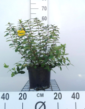 Planten Hypericum x dummeri 'Peter Dummer'   pot   30 40 cm  