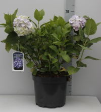 Planten Hydrangea macrophylla   blauw   pot 10L   40 60 cm  