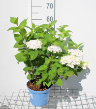 Planten Hydrangea macrophylla 'Blushing Bride' (The Bride)   pot 3L   25 30 cm