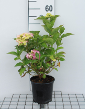 Planten Hydrangea macrophylla 'Freudenstein'   pot   25 30 cm
