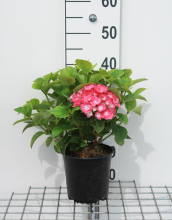 Planten Hydrangea macrophylla 'King George V'   pot   25 30 cm  