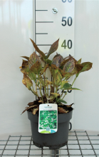 Planten Hydrangea macrophylla 'Mariesii Grandiflora'   pot   25 30 cm
