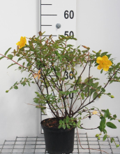 Planten Hypericum x moserianum   pot   30 40 cm