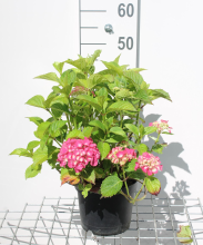 Planten Hydrangea macrophylla   rood   pot   25 30 cm