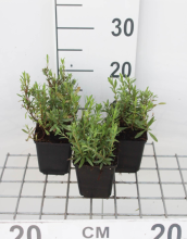 Planten Hyssop   pot 9x9 cm (Hyssopus officinalis)  