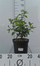 Planten Hydrangea paniculata 'Rendia' (Diamant Rouge)   pot   40 50 cm