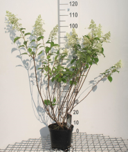 Planten Hydrangea paniculata 'Kyushu'   pot   40 50 cm  
