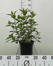 Planten Hydrangea paniculata 'Polar Bear'   pot   40 50 cm
