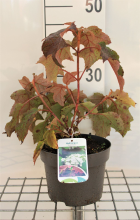 Planten Hydrangea quercifolia   pot   30 40 cm  