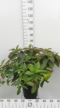 Planten Hydrangea serrata 'Bluebird'   pot 10L   40 60 cm  