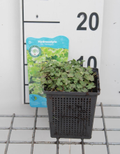 Planten Hydrocotyle novae zelandia 'Variegata'   pot 11x11 cm