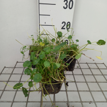 Planten Hydrocotyle vulgaris   pot 9x9 cm  