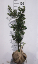 Planten Ilex aquifolium 'Alaska'   aardekluit   60 80 cm