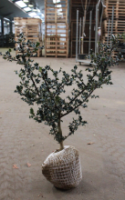 Planten Ilex aquifolium   aardekluit   60 80 cm