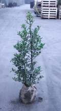 Planten Ilex aquifolium   aardekluit   80 100 cm