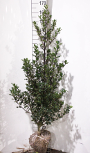 Planten Ilex aquifolium   aardekluit   125 150 cm