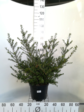 Planten Ilex crenata 'Convexa'   pot 10L   60 80 cm