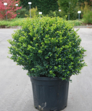 Planten Ilex crenata 'Convexa'   pot   bolvorm diameter 70+ cm