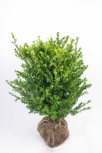 Planten Ilex crenata 'Icoprins11' (Dark Green)   aardekluit   60 80 cm   struik
