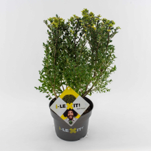 Planten Ilex crenata 'Icoprins11' (Dark Green)   pot 3L   30 40 cm   struik