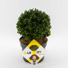 Planten Ilex crenata 'Icoprins11' (Dark Green)   pot   bolvorm diameter 15 20 cm  