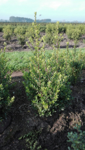 Planten Ilex crenata 'Green Hedge'   aardekluit   60 80 cm