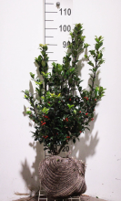 Planten Ilex x meserveae 'Mesid' (Blue Maid)   aardekluit   60 80 cm