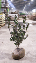 Planten Ilex x meserveae 'Blue Prince'   aardekluit   60 80 cm