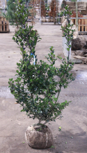 Planten Ilex x meserveae 'Blue Prince'   aardekluit   100 125 cm