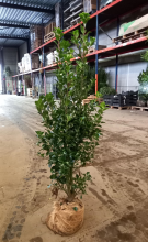 Planten Ilex x meserveae 'Hachfee' (Heckenfee)   aardekluit   100 125 cm