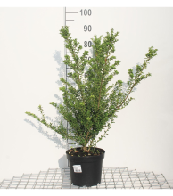 Planten Ilex x meserveae 'Hecken Star'   pot   40 60 cm