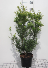 Planten Ilex maximowicziana var. Kanehirae   pot   30 40 cm