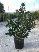 Planten Ilex 'Nellie R. Stevens'   pot 10L   80 100 cm  