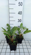 Planten Incarvillea delavayi   pot 9x9 cm  