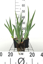 Planten Iris 'Black Knight'   pot 9x9 cm