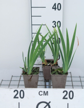 Planten Iris 'Brassie'   pot 9x9 cm