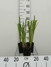 Planten Iris ensata   pot 9x9 cm
