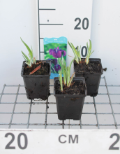 Planten Iris ensata 'Variegata'   pot 9x9 cm