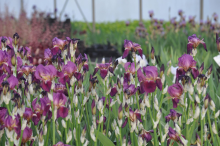 Planten Iris 'Imperator'   pot 9x9 cm