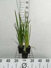 Planten Iris pseudacorus   pot 9x9 cm  
