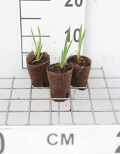 Planten Iris pseudacorus   biopot diameter 7 cm