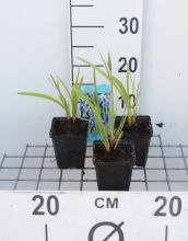 Planten Iris setosa   pot 9x9 cm